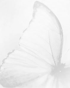 a large white butterfly flying through the air