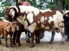 a group of cows standing next to each other on a dirt ground with trees in the background