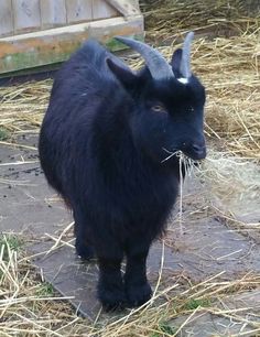 a black goat standing on top of dry grass