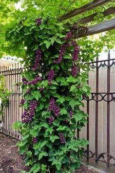 purple flowers are growing up the side of a wooden trellis in front of a fence