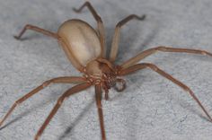 a brown spider sitting on top of a white sheet