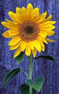 a large yellow sunflower sitting in front of a blue background