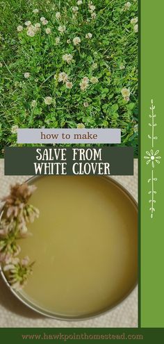 Foraging is so fun and beneficial. It is a wonder just how many weeds, flowers and herbs offer so many benefits. White clover is found abundantly in so many places and so easy to use. This white clover salve recipe is easy to make from just a few natural ingredients. The white clover herbal salve, as stated in this article, can be used for external use for skin issues conditions and skin irritations such as to possible treat minor cuts, wounds, sores, and burn Oregano Salve Recipe, White Clover Recipes, Herbal Salve Recipes, Medicinal Herbs Remedies, Healing Salve Recipe, Medicinal Wild Plants, Herbal Remedies Recipes, Herbal Salves, Salve Recipes