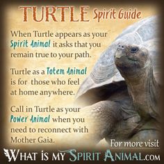 an image of a turtle that is in front of the words, what is my spirit animal