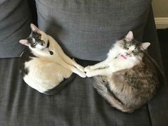 two cats sitting on a couch playing with each other's paws and paws