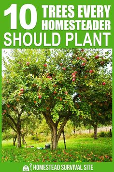 an apple tree with the words 10 trees every homesteader should plant on it