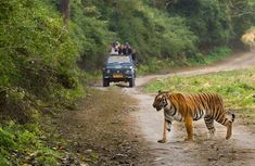 a large tiger walking across a dirt road next to a truck with people on it