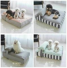 four different pictures of dogs sitting on pillows