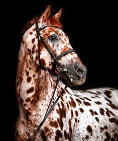 a brown and white horse with spots on it's face, standing in front of a black background