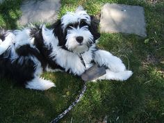 a black and white dog laying in the grass with a leash around it's neck