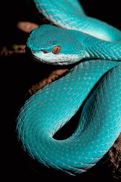 a blue snake is curled up on a tree branch