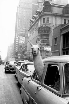 an alpaca sticking its head out the window of a car on a city street