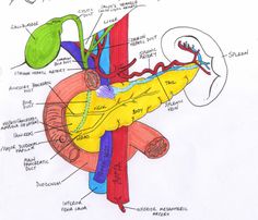 diagram of the human body with labels on it and labeled in red, yellow and blue