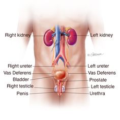 Male Urinary Tract Male Urinary System, Muscular Neck, Urinary System, High Fever, Medical Medium, Health Trends, Things Under A Microscope, Urinary Tract, Body Systems