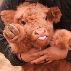 a man holding a baby cow in his arms