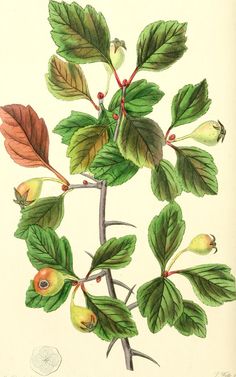 a drawing of leaves and fruit on a branch