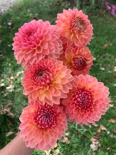 several pink flowers are in a person's hand