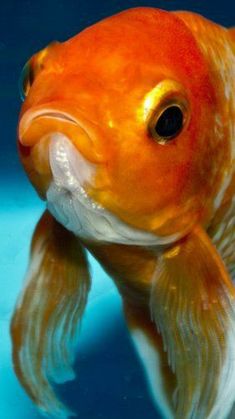 a close up of a goldfish in an aquarium