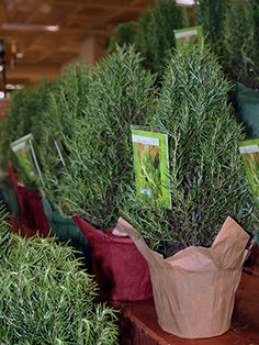 there are many potted plants on display in the store and one is for sale