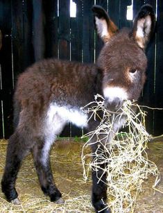 a baby donkey eating hay in its pen