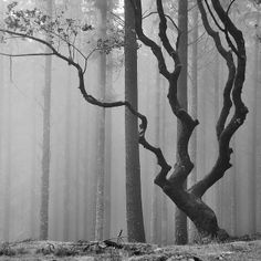 a black and white photo of trees in the foggy forest with no leaves on them