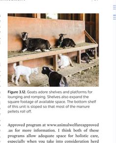 the article is about goats and other animals