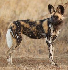 a wild dog standing in the middle of a dry grass and brush covered field,