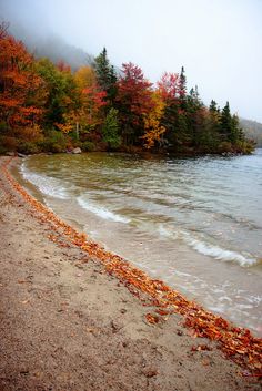 the beach is covered in autumn leaves and has trees lining the shore with colorful foliage