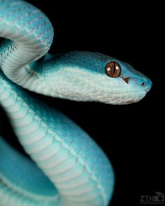 a close up of a blue snake with its head on it's back end