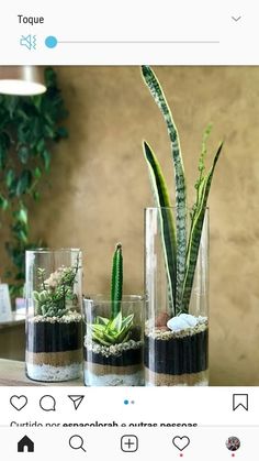 three glass vases with plants in them on a table