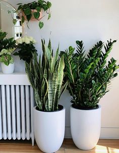 three potted plants sitting next to each other on a wooden floor in front of a radiator