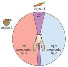 a diagram showing the different parts of an animal's body