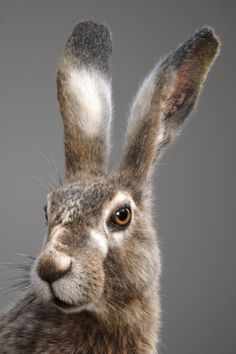 a close up of a rabbit's face with its ears slightly raised and eyes wide open