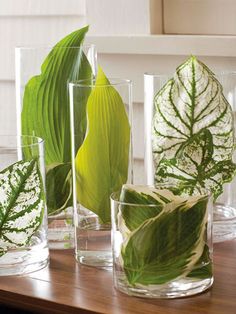 several glass vases with plants in them on a table