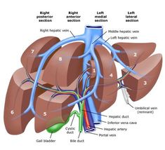 diagram of the human liver and its functions