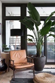 a living room with a large plant in the corner and a guitar on the floor