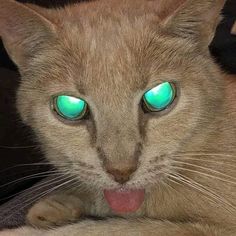 a cat with glowing green eyes and tongue sticking out it's tongue is looking at the camera