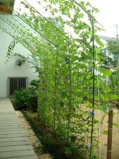 the garden is full of green plants and flowers, along with a walkway leading up to it