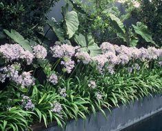 purple flowers line the side of a wall in front of trees and bushes with green leaves