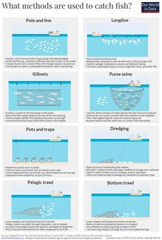 the different types of fish that can be seen in this infographtion poster, which shows