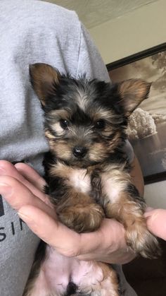 a person holding a small dog in their hands