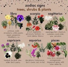 Herbs For Capricorn, Herbs Of Capricorn, Capricorn Herbs, Zodiac Herbs, Medicinal Botany, Herbal Astrology, Teen Witch, Asparagus Fern, Magic Herbs