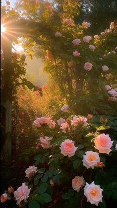 the sun shines through the trees and flowers in this garden with pink roses on it