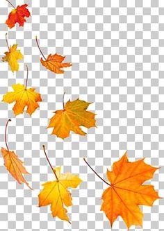 autumn leaves falling from the sky, transparent background png clipart