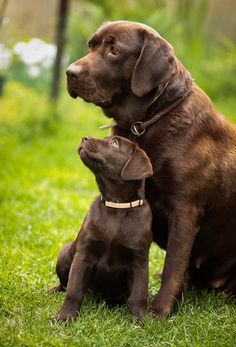 two brown dogs are sitting in the grass