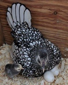 an adult chicken standing next to a baby chick on top of some wood shavings