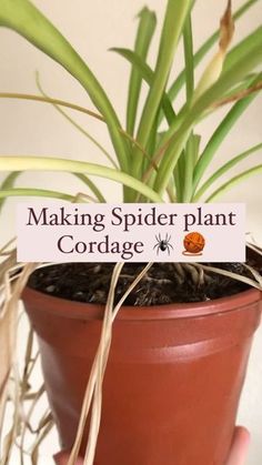 a hand holding a potted plant with the words making spider plant cordage