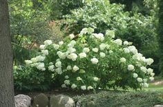 white flowers are blooming in the garden next to some rocks and trees with green leaves