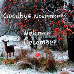 a deer standing in the snow next to a tree with red berries on it and words goodbye november welcome december