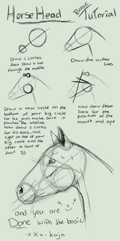 how to draw a horse's head with different angles and lines on the face